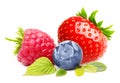 Summer Berry Fruits Isolated