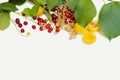 Summer berry are spread out from above on a white background. Space for an inscription Royalty Free Stock Photo