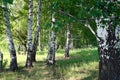 Summer birch forest