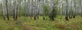 Summer birch forest Royalty Free Stock Photo