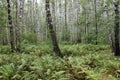 Summer birch forest Royalty Free Stock Photo