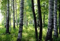 Summer birch forest