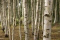 Summer birch forest close up. Natural background. Royalty Free Stock Photo