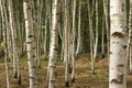 Summer birch forest close up. Natural background. Royalty Free Stock Photo