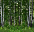 Summer birch forest landscape Royalty Free Stock Photo