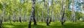 Summer birch forest landscape Royalty Free Stock Photo