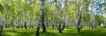 Summer birch forest landscape