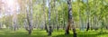 Summer birch forest landscape Royalty Free Stock Photo