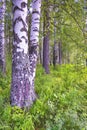 Summer landscape in a birch forest. Summer birch forest landscape view Royalty Free Stock Photo