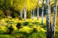 Summer birch forest in sunlight. Green nature landscape