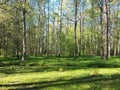 Summer in a birch forest