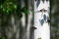 Summer birch grove Royalty Free Stock Photo