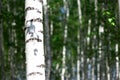 Summer birch grove Royalty Free Stock Photo