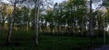 Summer birch grove. Calm quiet forest. Warm summer. Blue sky over birches. Green leaves of trees. Green grass Royalty Free Stock Photo