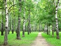 Summer birch grove in the evening Royalty Free Stock Photo