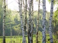 A summer birch grove