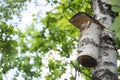 In the summer on the birch hanging birdhouse.