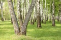 Summer birch trees in forest, beautiful birch grove, birch-wood Royalty Free Stock Photo