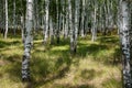 Summer birch wood Royalty Free Stock Photo