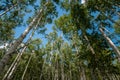 Summer birch wood Royalty Free Stock Photo