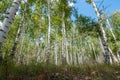 Summer birch wood Royalty Free Stock Photo