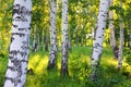 Summer birch woods