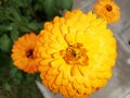 Summer bloom flowers sunburst yellow orange Royalty Free Stock Photo