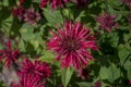 summer bloom of vibrent red Crimsom Monarda didyma Scarlet beebalm flowers Royalty Free Stock Photo