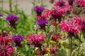 summer bloom of vibrent red Crimsom Monarda didyma Scarlet beebalm flowers Royalty Free Stock Photo