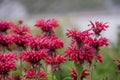 summer bloom of vibrent red Crimsom Monarda didyma Scarlet beebalm flowers Royalty Free Stock Photo