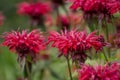 summer bloom of vibrent red Crimsom Monarda didyma Scarlet beebalm flowers Royalty Free Stock Photo