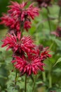 summer bloom of vibrent red Crimsom Monarda didyma Scarlet beebalm flowers Royalty Free Stock Photo