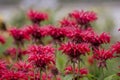 summer bloom of vibrent red Crimsom Monarda didyma Scarlet beebalm flowers Royalty Free Stock Photo