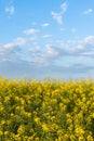 Summer blooming canola oil flowers at sunset.Rapeseed field background.Copy space in blue sky Royalty Free Stock Photo