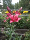 Summer blooming flower lily