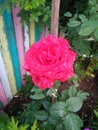 Summer blooming flower rose