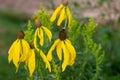 Summer blooming gray-headed coneflowers