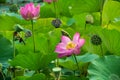 Summer blooming lotus and fruiting lotus, green lotus leaf background. Royalty Free Stock Photo