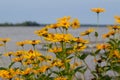 Summer blooming oxeye daisy wildflowers meadow landscape