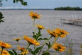 Summer blooming oxeye daisy wildflowers meadow landscape