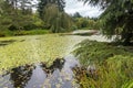 Summer blooming pond in VanDusen Botanical Garden