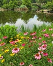 Summer Blooms Royalty Free Stock Photo