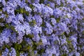 Summer blossom of blue plumbago flowers Royalty Free Stock Photo