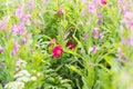 Summer blossom in the field. Rosa rugosa grows in the thicket of fireweed / rosebay willowherb