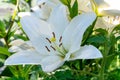 Summer blossom of white lily flowers, symbol of purity for Roman Catholics Royalty Free Stock Photo