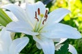 Summer blossom of white lily flowers, symbol of purity for Roman Catholics Royalty Free Stock Photo