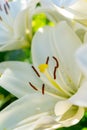 Summer blossom of white lily flowers, symbol of purity for Roman Catholics