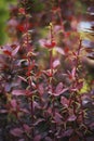 Summer blossome bush close up photo