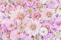 Summer blossoming delicate dahlias, blooming flowers festive background, pastel and soft bouquet floral card Royalty Free Stock Photo