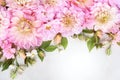 Summer blossoming delicate dahlias, blooming flowers festive background